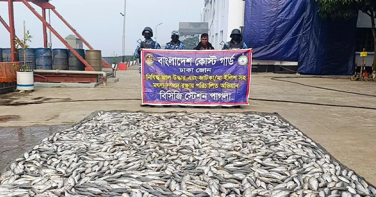 বাংলাদেশ কোস্ট গার্ডের বিশেষ অভিযানে নারায়ণগঞ্জের কাচপুর এলাকায় ১,৬০০ কেজি জাটকা জব্দ